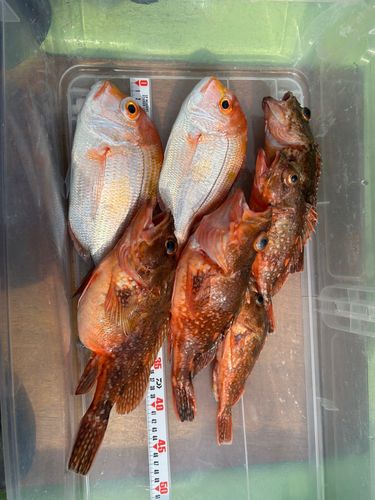 レンコダイの釣果
