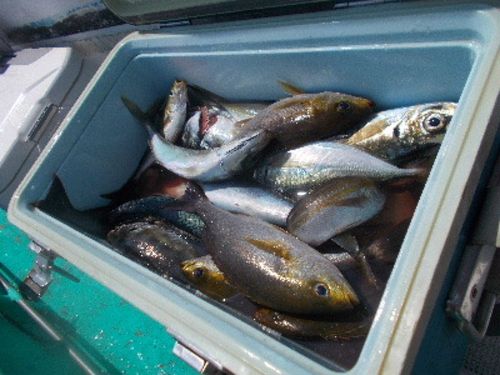 イサキの釣果