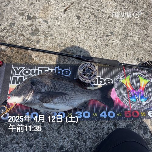 チヌの釣果