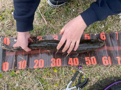 ライギョの釣果