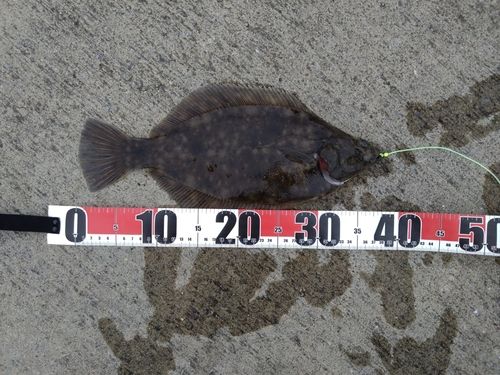 マコガレイの釣果