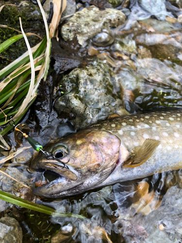 イワナの釣果