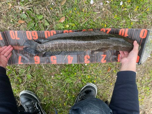 ライギョの釣果