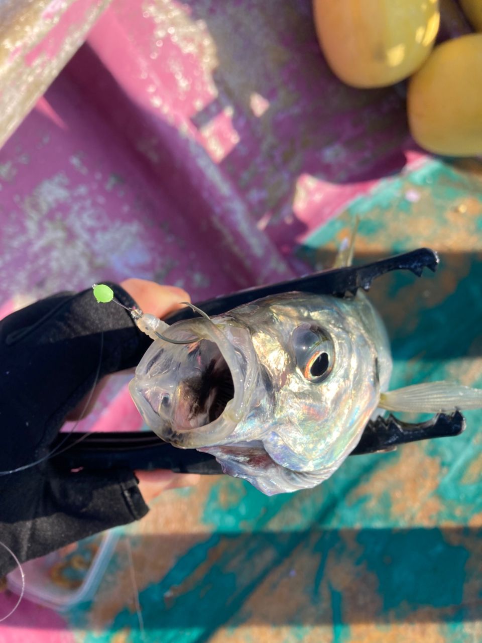 おぱんちゅパンサーさんの釣果 2枚目の画像