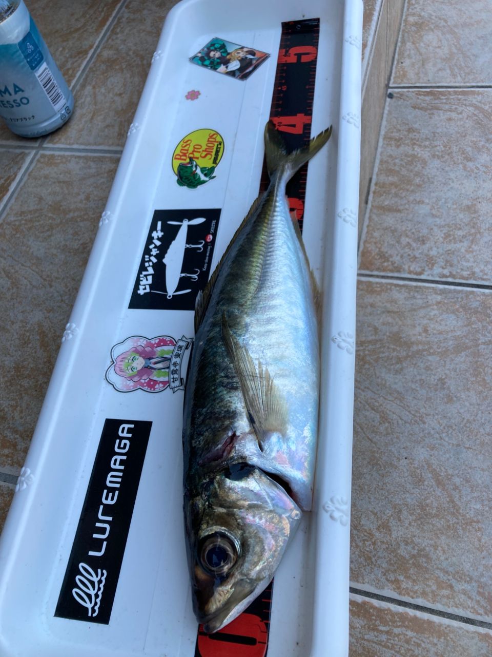 おぱんちゅパンサーさんの釣果 3枚目の画像