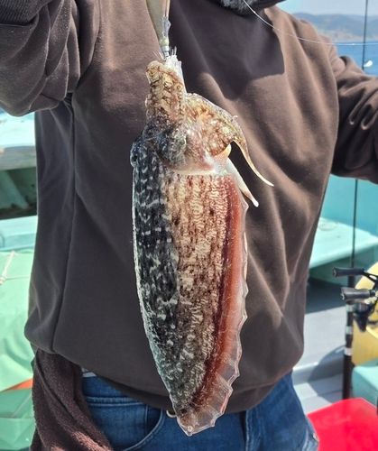 コウイカの釣果