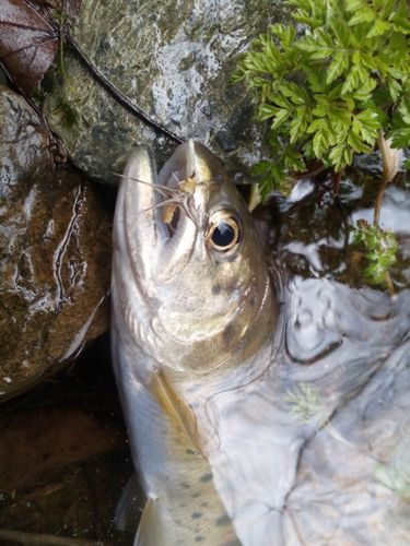 ヤマメの釣果