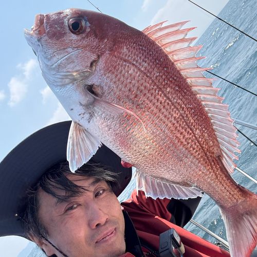 マダイの釣果