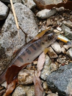 アマゴの釣果