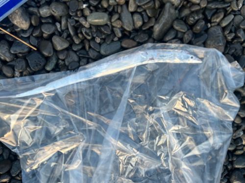 タチウオの釣果