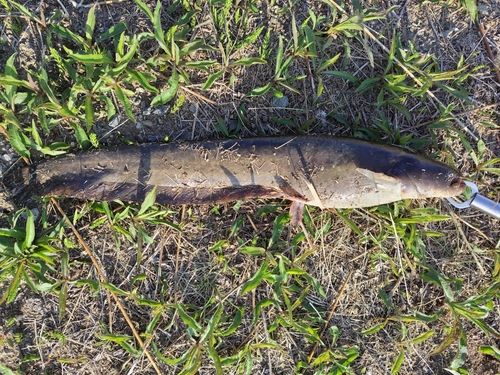 ナマズの釣果