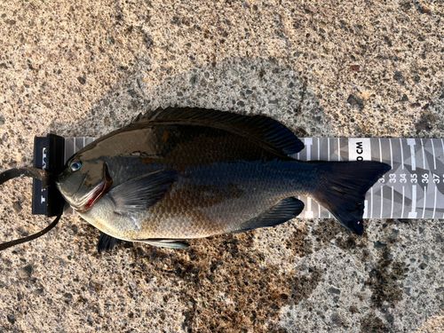 メジナの釣果