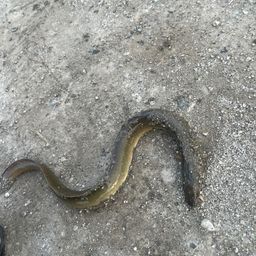 ウナギ