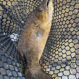 スモールマウスバス