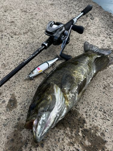 スモールマウスバスの釣果