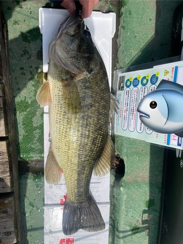 ラージマウスバスの釣果
