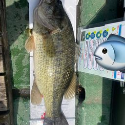 ラージマウスバス