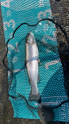 レインボートラウトの釣果
