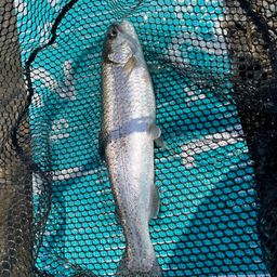 レインボートラウト