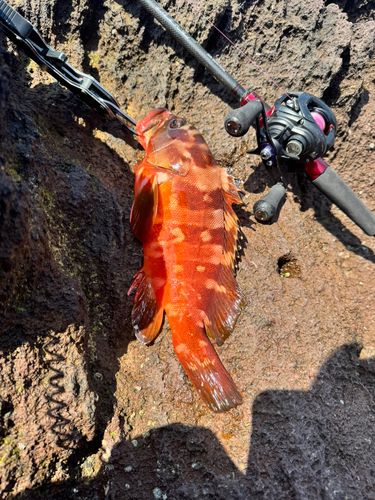 アカハタの釣果