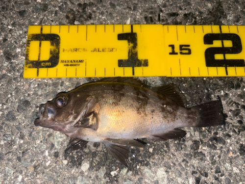 クロメバルの釣果