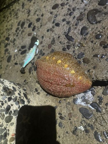 キジハタの釣果