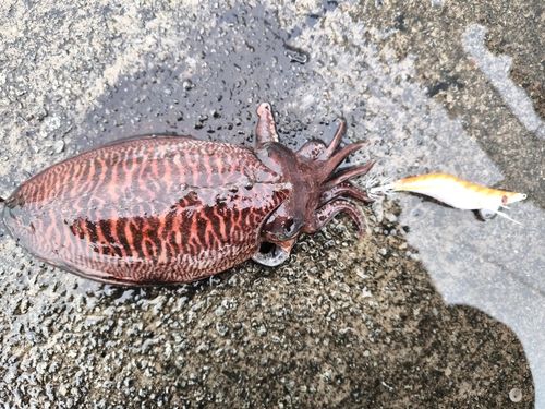 コウイカの釣果