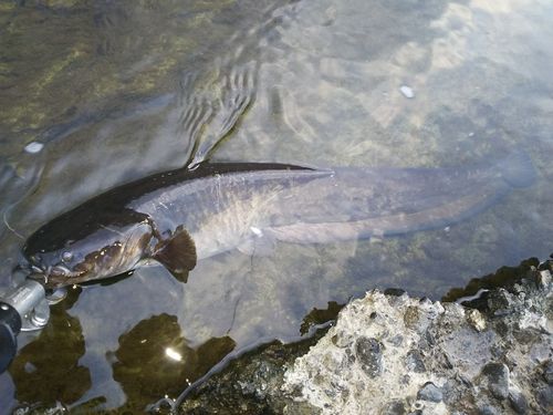 マナマズの釣果