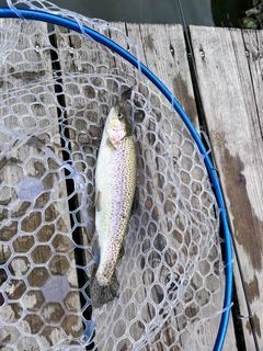 ニジマスの釣果