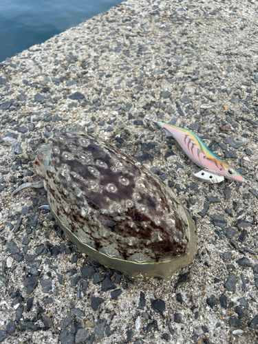 コウイカの釣果