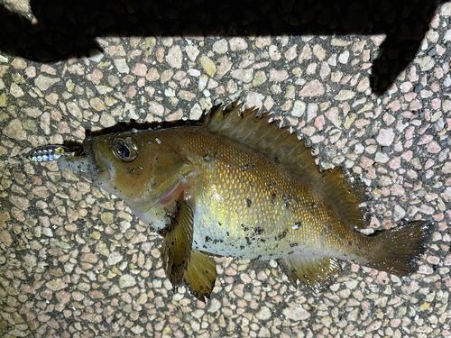 ガヤの釣果