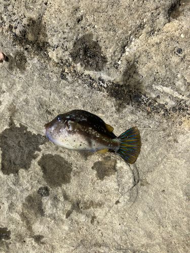 クサフグの釣果