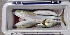 メジロの釣果