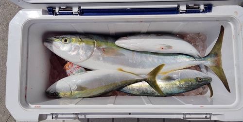 メジロの釣果