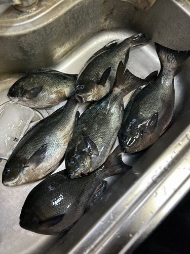 クロの釣果