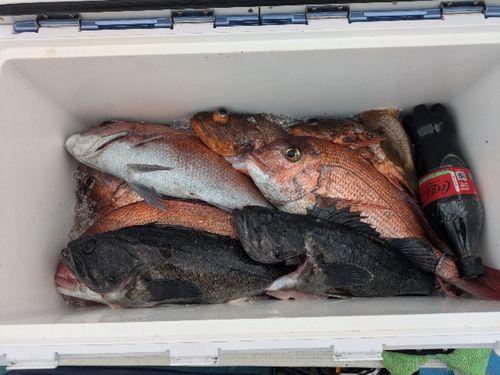 タイの釣果