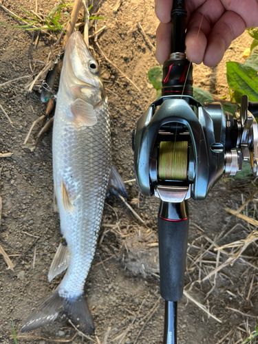 ニゴイの釣果
