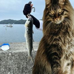 ボラ