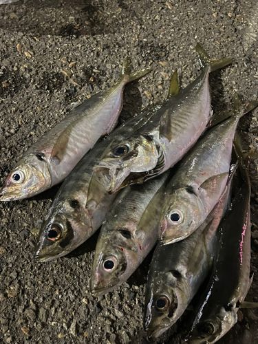 アジの釣果