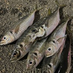 アジ