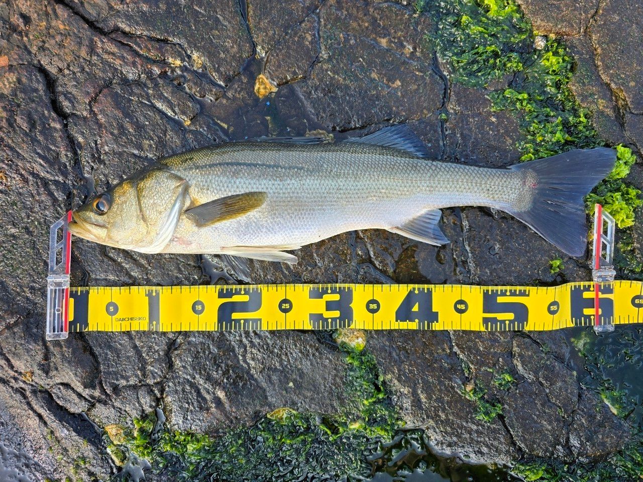 セイゴ（マルスズキ）