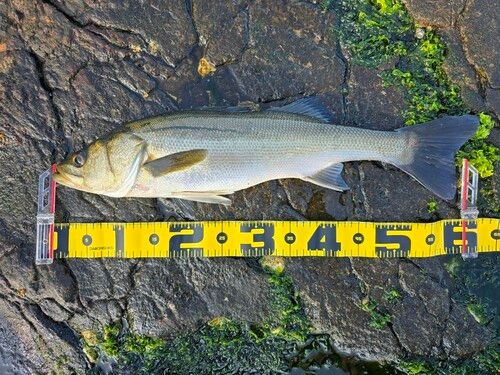 セイゴ（マルスズキ）の釣果