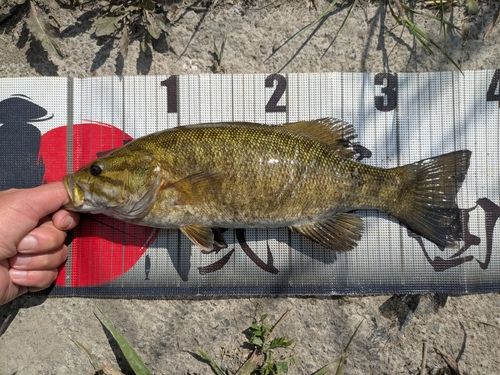 スモールマウスバスの釣果
