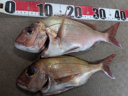 タイの釣果