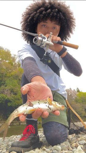 ウグイの釣果