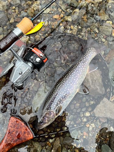 ニッコウイワナの釣果