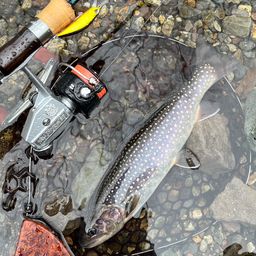 ニッコウイワナ