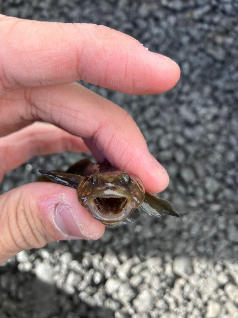 アカオビシマハゼ