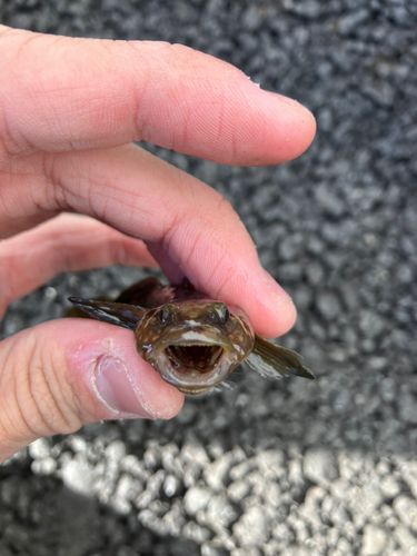 アカオビシマハゼの釣果