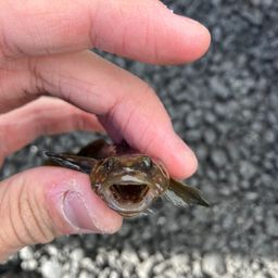 アカオビシマハゼ